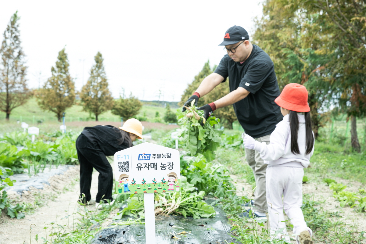 가족텃밭에서 수확 중인 KCC 임직원 가족