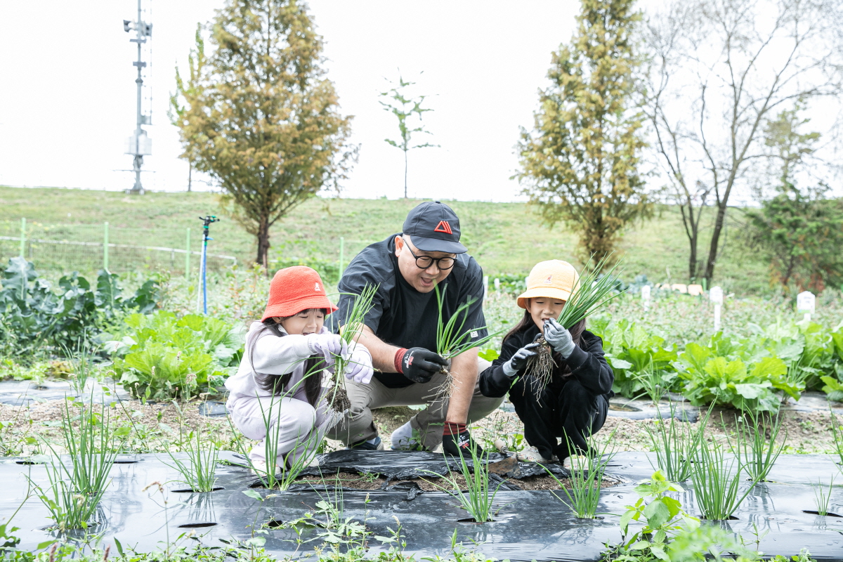 가족텃밭에서 수확 중인 KCC 임직원 가족