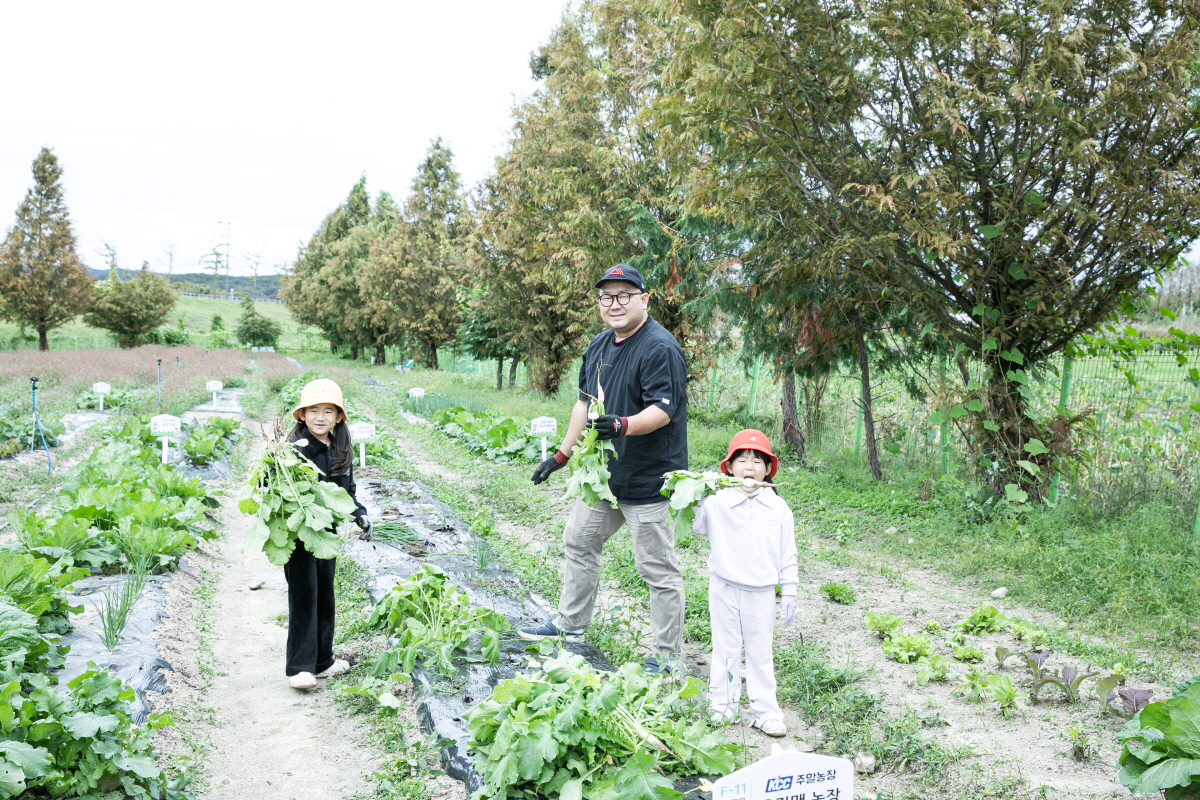 가족텃밭에서 수확 중인 KCC 임직원 가족